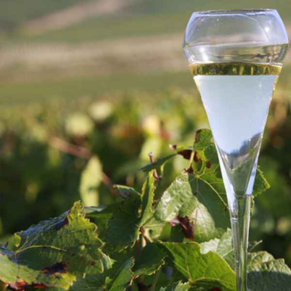 Champagne from the Aube vineyards